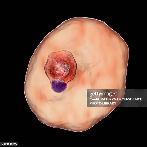 plasmodium ovale inside red blood cell, illustration - malaria stock illustrations
