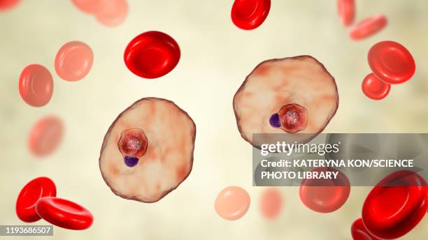 plasmodium ovale inside red blood cell, illustration - malaria stock illustrations