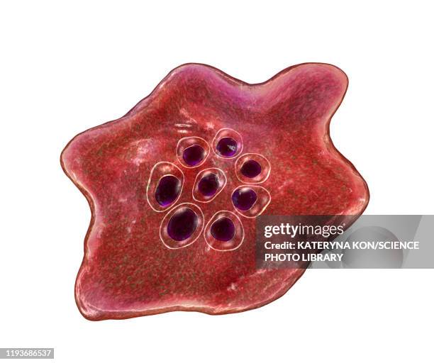 plasmodium ovale inside red blood cell - malaria stock illustrations