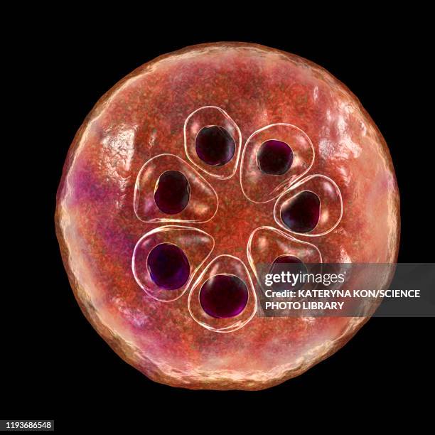 plasmodium malariae inside red blood cell, illustration - malaria stock illustrations