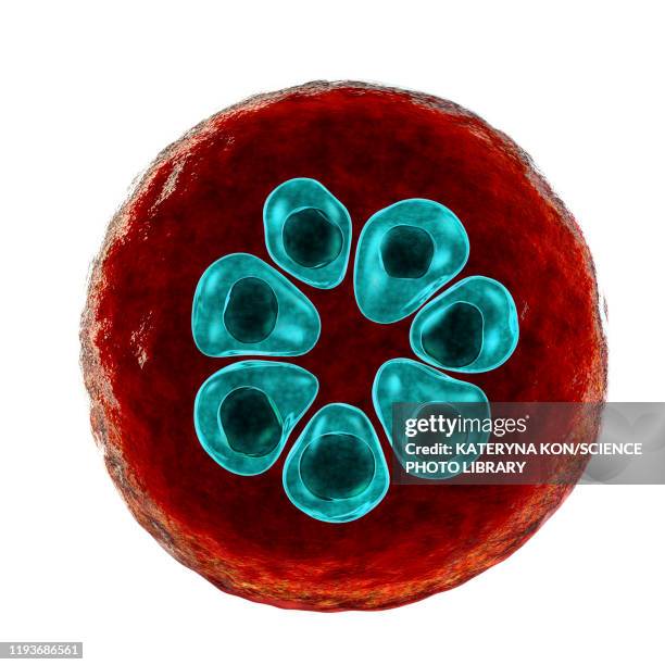 plasmodium malariae inside red blood cell, illustration - malaria stock illustrations