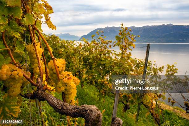 chasselas grapes on vine, lavaux vineyard in autumn, lake geneva and the alps - kanton waadt stock-fotos und bilder