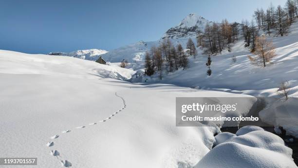 animal traces and winter mountain panorama - animal footprint stockfoto's en -beelden