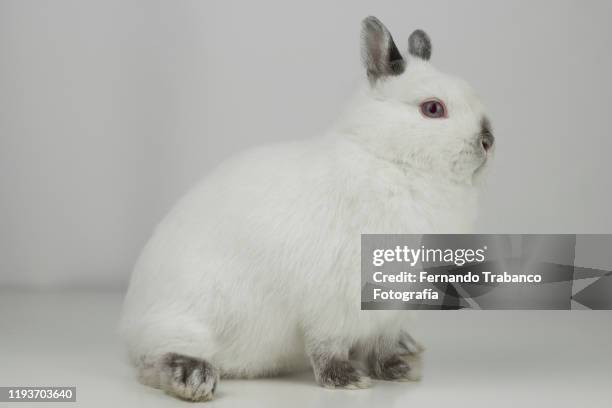 153 White Rabbit Profile Stock Photos, High-Res Pictures, and Images ...