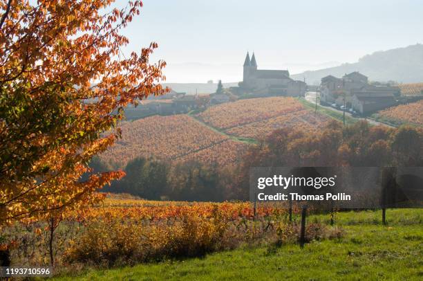 autumn mist in beaujolais vineyard - rhone stock-fotos und bilder