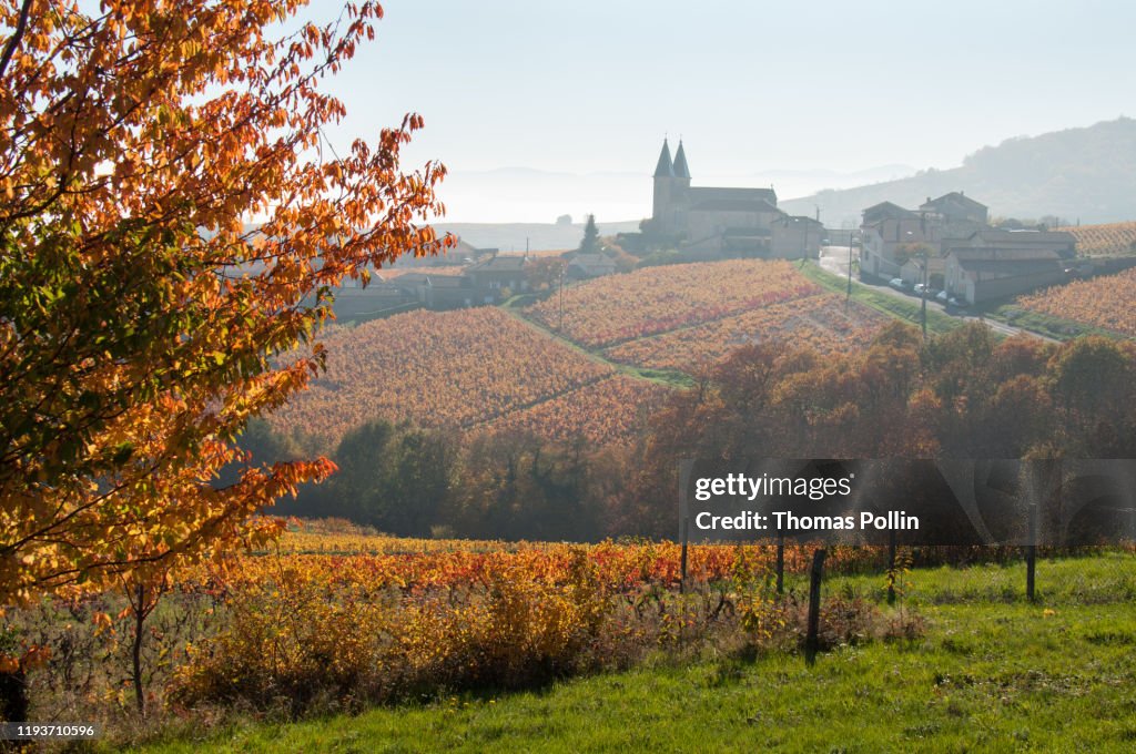 Autumn mist in Beaujolais vineyard