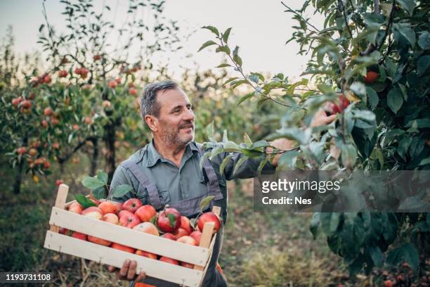 de boer draagt een krat van rijpe appels door de boomgaard, het oogsten - apple picking stockfoto's en -beelden