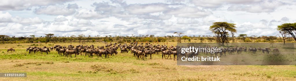 Kudde van GNY het voorbereiden van de migratie. Groot panorama.