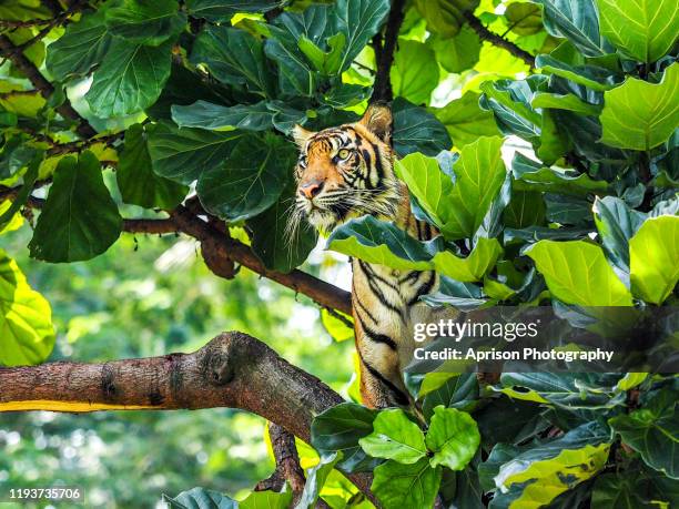 sumatran tiger sitting and looking away on a tree - sumatran tiger stock pictures, royalty-free photos & images