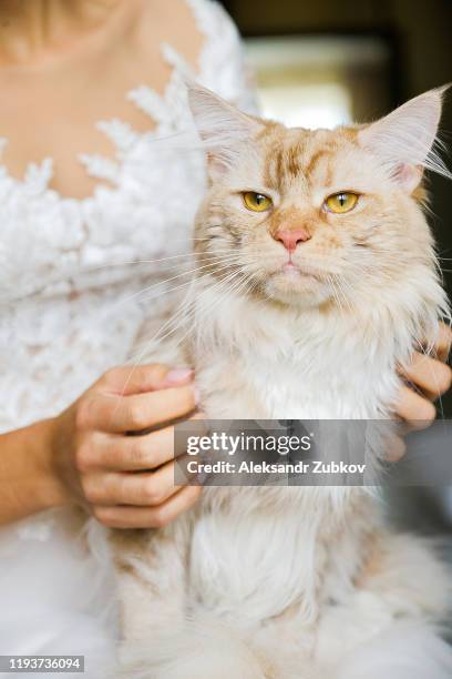 red serious and confident cat in the arms of a young bride in a wedding dress. the pet looks at the camera. - fancy cat stock pictures, royalty-free photos & images