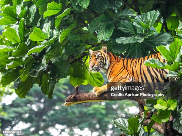 sumatran tiger sitting and looking away on a tree - sumatra indonesia stockfoto's en -beelden