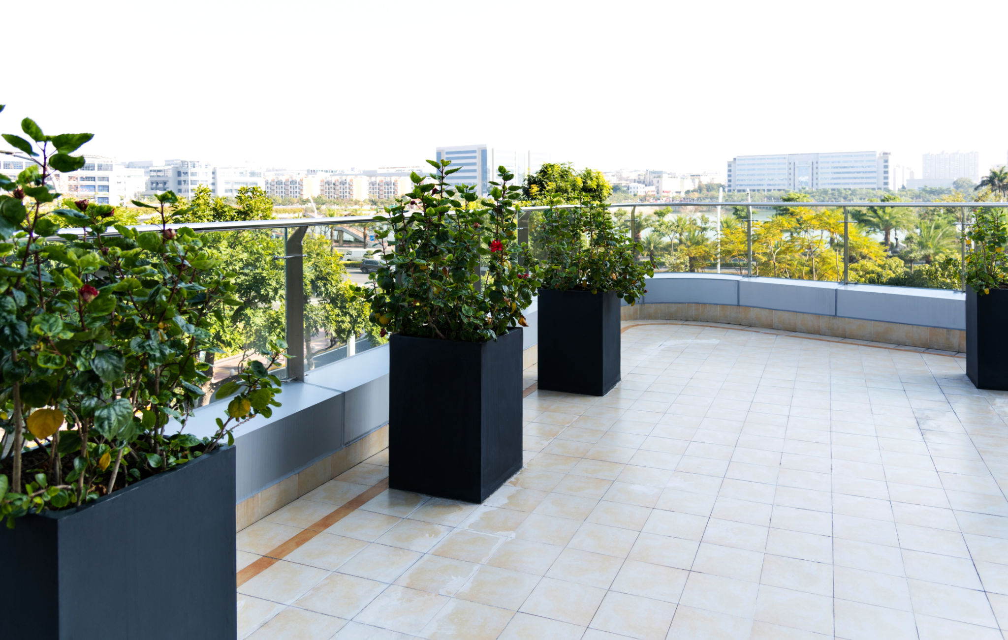 terrace plants