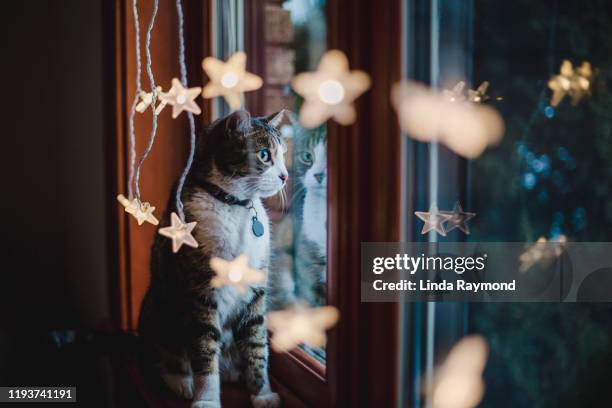 tabby cat looking through a window with christmas light - christmas window stock pictures, royalty-free photos & images