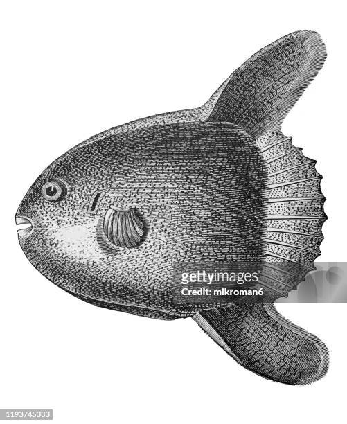 young sun fish, the ocean sunfish or common mola (mola mola). antique illustration, popular encyclopedia published 1894. copyright has expired on this artwork - sunfish stock pictures, royalty-free photos & images