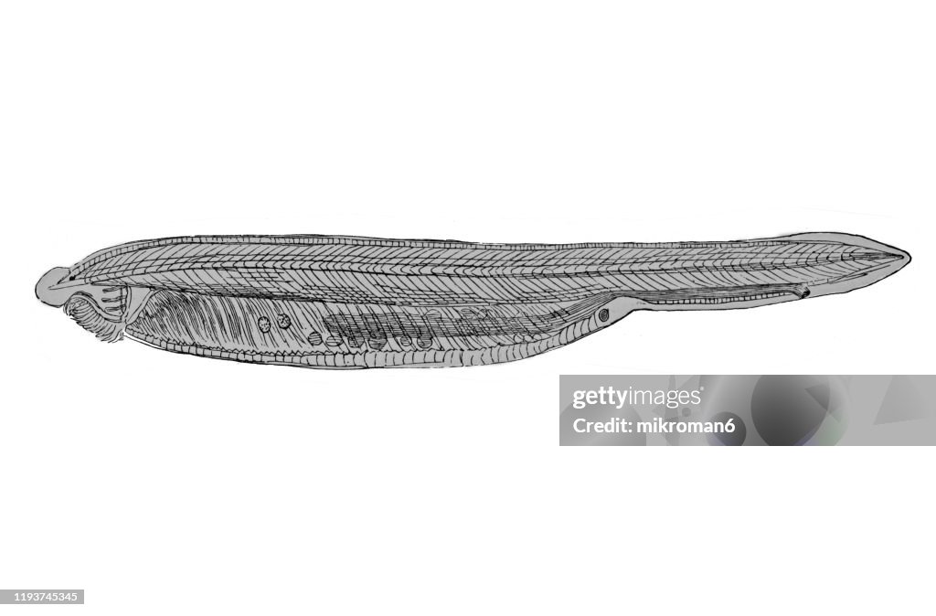 Lancelet or Amphioxus fish. Antique Illustration, Popular Encyclopedia Published 1894. Copyright has expired on this artwork