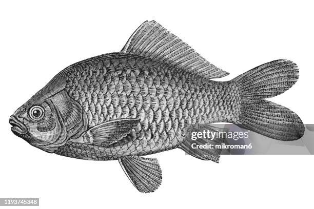 german, crucian carp fish. antique illustration, popular encyclopedia published 1894. copyright has expired on this artwork - black and white food illustration stockfoto's en -beelden