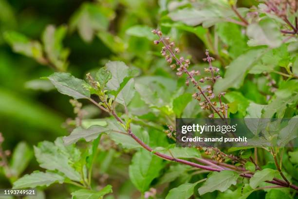 Basily 1,942 Holy Basil Plant Stock Photos, High-Res Pictures, and Images ...