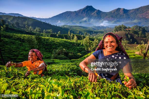 tamil pickersammeln teeblätter auf plantage, südindien - india tea plantation stock-fotos und bilder