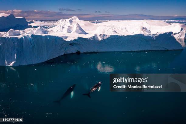 aerial view of humpback whales swimming among icebergs - un animal stock pictures, royalty-free photos & images
