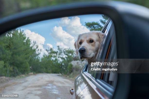 Dog Rear View Mirror 21 Dog Rear View Mirror Stock Photos, High-Res Pictures, and Images ...