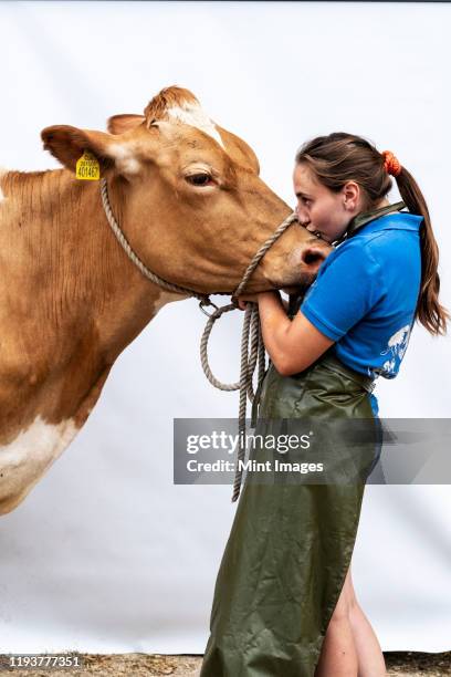 portrait of female farmer wearing green apron with a guernsey cow. - cow cuddling stock pictures, royalty-free photos & images