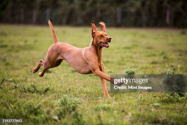 portrait of vizla dog running across a meadow. - vizsla stock pictures, royalty-free photos & images