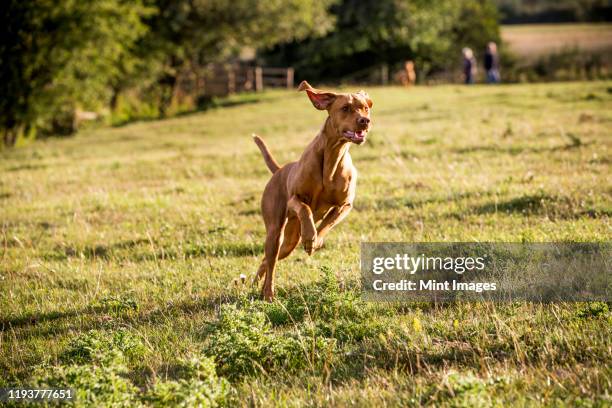 portrait of vizla dog running across a meadow. - vizsla photos et images de collection