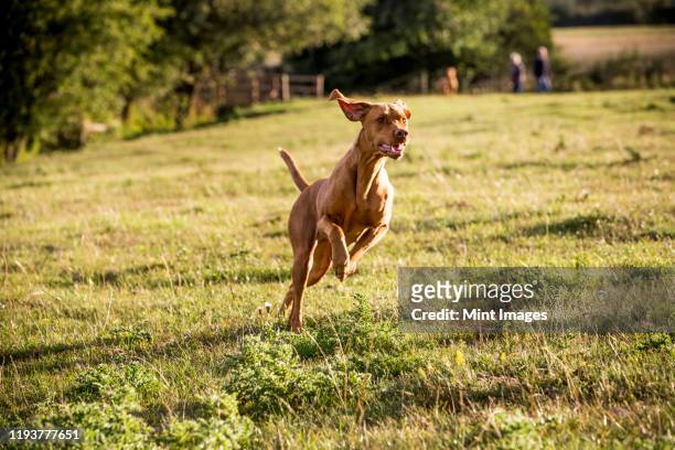 portrait of vizla dog running across a meadow. - vizsla stock pictures, royalty-free photos & images