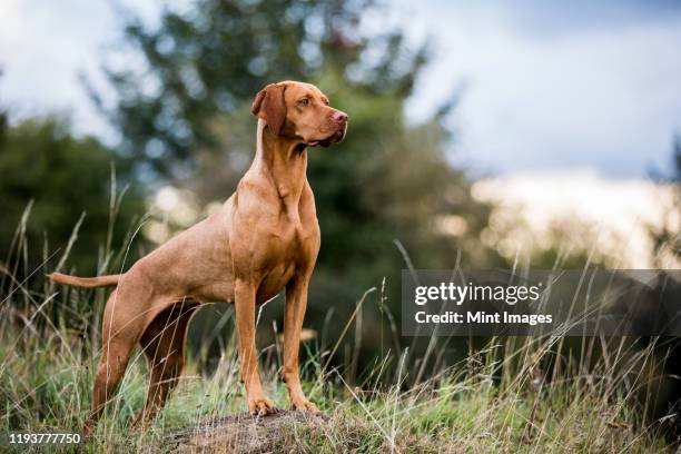 portrait of vizla dog standing on a meadow. - vizsla stock-fotos und bilder