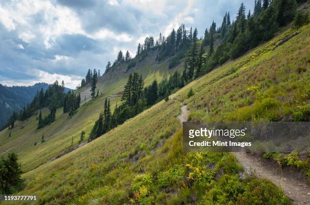 view of the pacific crest trail in alpine meadow, goat rocks wilderness, gifford pinchot national forest, washington - gifford pinchot national forest stock pictures, royalty-free photos & images