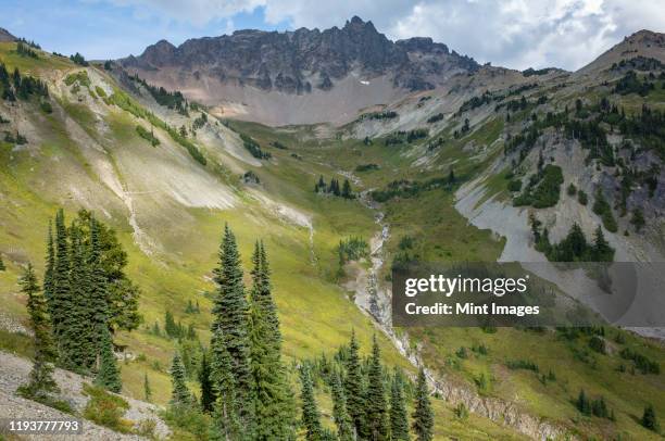 view of alpine meadow and gilbert peak, along the pacific crest trail, goat rocks wilderness, washington - gifford pinchot national forest stock pictures, royalty-free photos & images