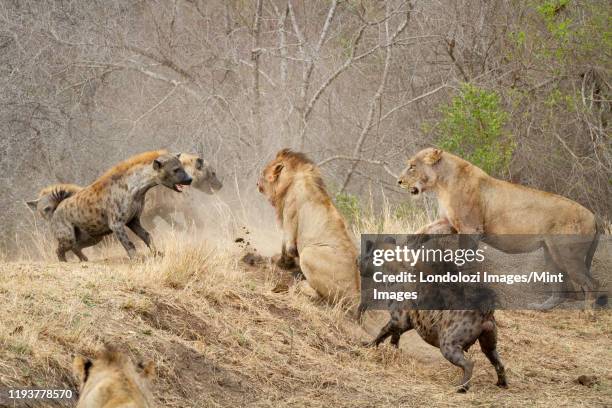 spotted hyenas, crocuta crocuta, attacking a pride of lions, panthera leo - african wild dog imagens e fotografias de stock