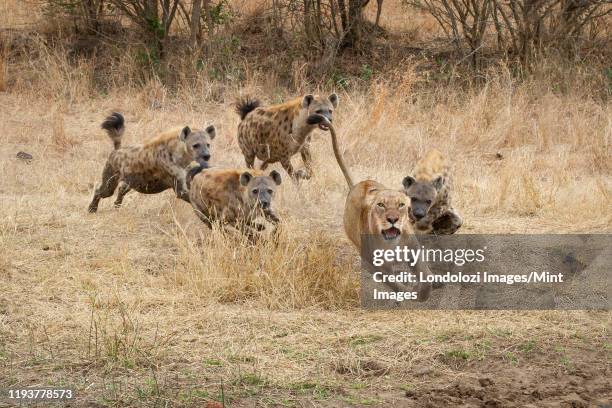 a lioness, panthera leo, runs with ears back and mouth open from spotted hyenas, crocuta crocuta - hyena bildbanksfoton och bilder