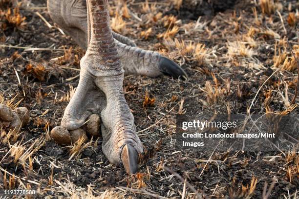 an ostrich's foot, struthio camelus, standing on dry ground, long claws - miembro de animal fotografías e imágenes de stock