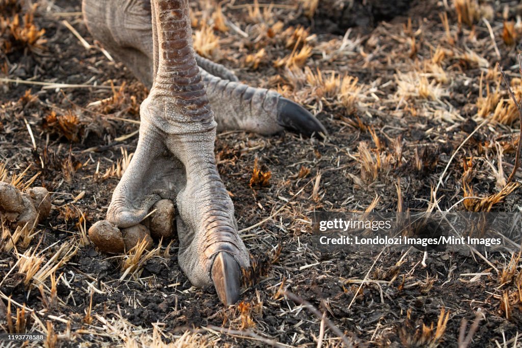An ostrich's foot, Struthio camelus, standing on dry ground, long claws