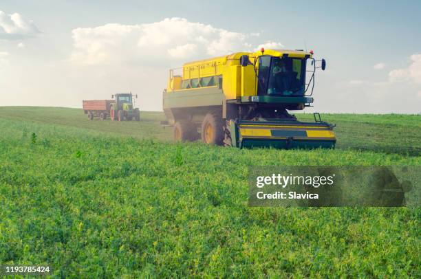 combine harvester harvesting green peas - green pea stock pictures, royalty-free photos & images