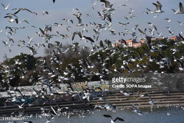 Gulls seen flying in Madrid. Thousands of gulls, the most of them Lesser black-backed gulls , Yellow-legged gulls and Black-headed gulls continue...