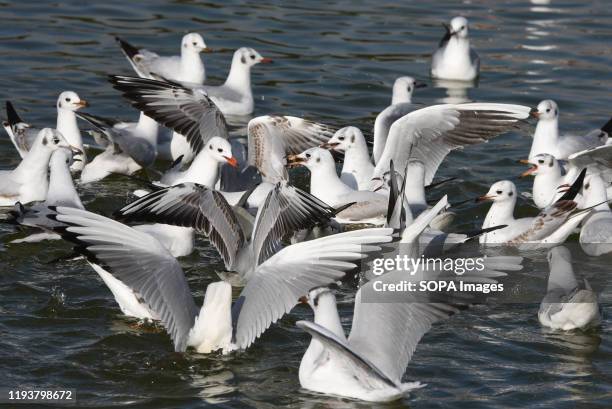 Black-headed gulls are seen on the lake of Pradolongo park in Madrid. Thousands of gulls, the most of them Lesser black-backed gulls , Yellow-legged...