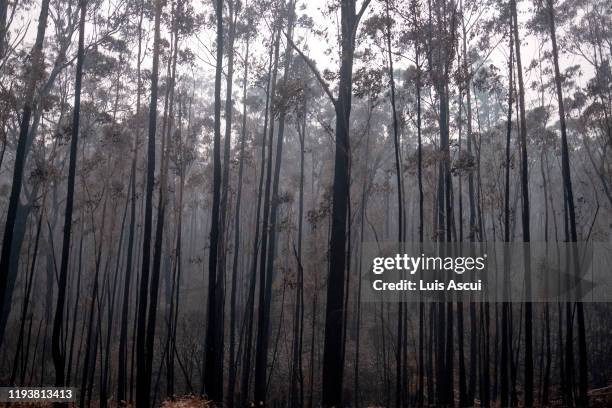 Burnt trees are seen in Mallacoota on January 15 Australia. The Princes Highway between Mallacoota and Orbost remains closed to public due to the...