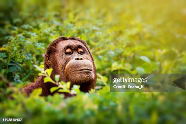 peeking orangutan portrait - bornean orangutan stock pictures, royalty-free photos & images