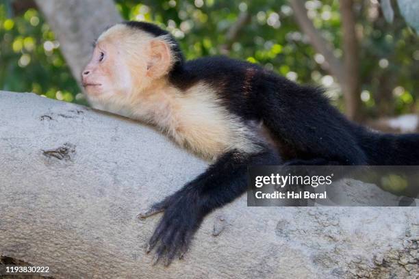 white-throated capuchin monkey close-up - white throated capuchin monkey stock-fotos und bilder