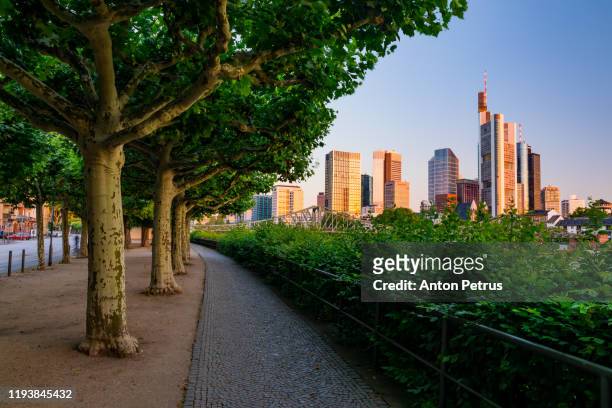 cityscape of frankfurt am main at sunrise. view of the skyscrapers from the promenade - arbre main stock pictures, royalty-free photos & images