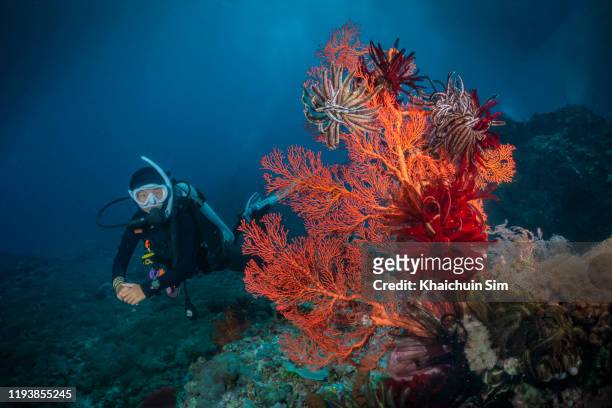 scuba diver and giant sea fan - hoornkoraal stockfoto's en -beelden