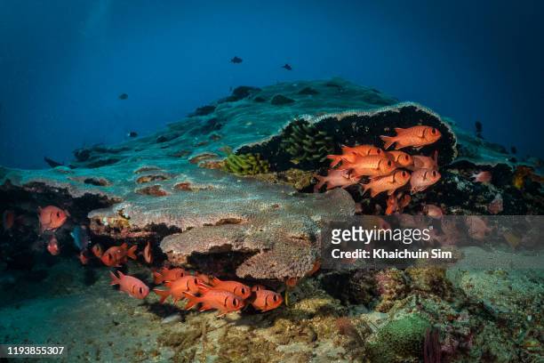 schools of red squirrel fish hiding under hard corals - soft coral stock-fotos und bilder