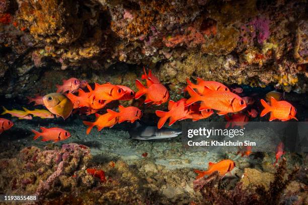 schools of red squirrel fish and white tip shark hiding under hard corals - peixe vermelho - fotografias e filmes do acervo