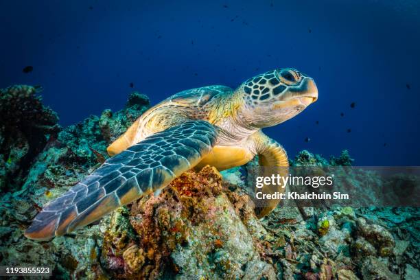 close up turtle lying underwater on seabed looking at camera - hawksbill turtle fotografías e imágenes de stock