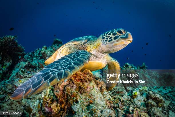 close up turtle lying underwater on seabed looking at camera - soepschildpad stockfoto's en -beelden