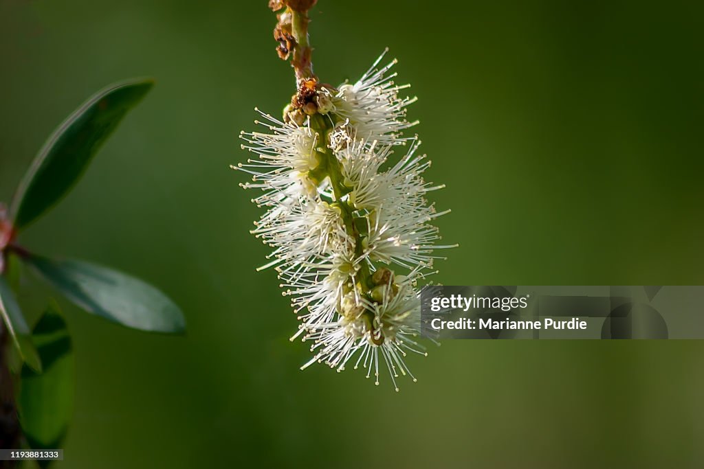 White bottlebrush flower