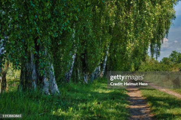 footpath with old birch trees - birch tree forest stock pictures, royalty-free photos & images