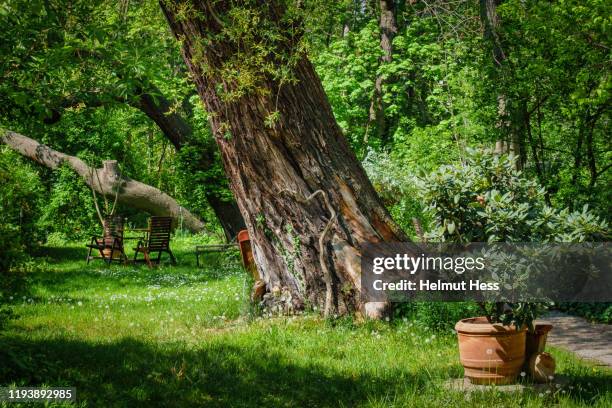 old tree with flower pots - old tree stock-fotos und bilder